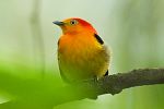 Beobachten von Vögeln – Posada Amazonas