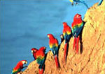 Papageie im Tambopata-Research-Center